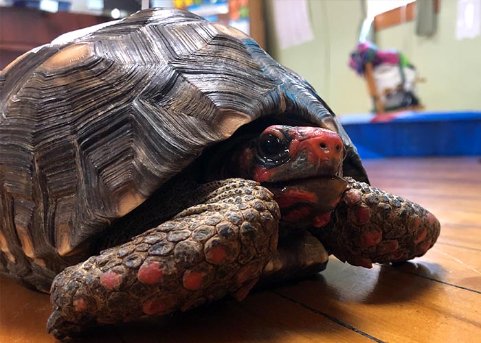 Angel, the South American red-footed tortoise at St. Charles School.
