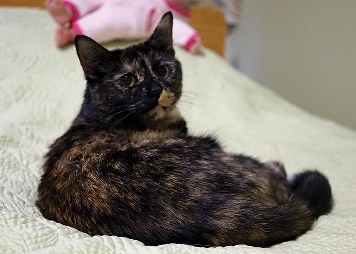 Gypsy the Cat sitting on a bed at the Mt. Nursing and Rehabilitation Center in Manchester NH