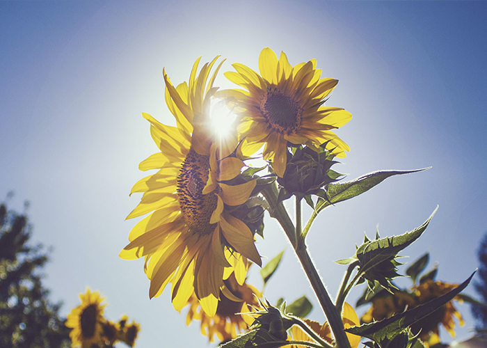 El COVID-19 y los girasoles. Un mensaje de esperanza para la comunidad  hispana - Catholic Charities New Hampshire